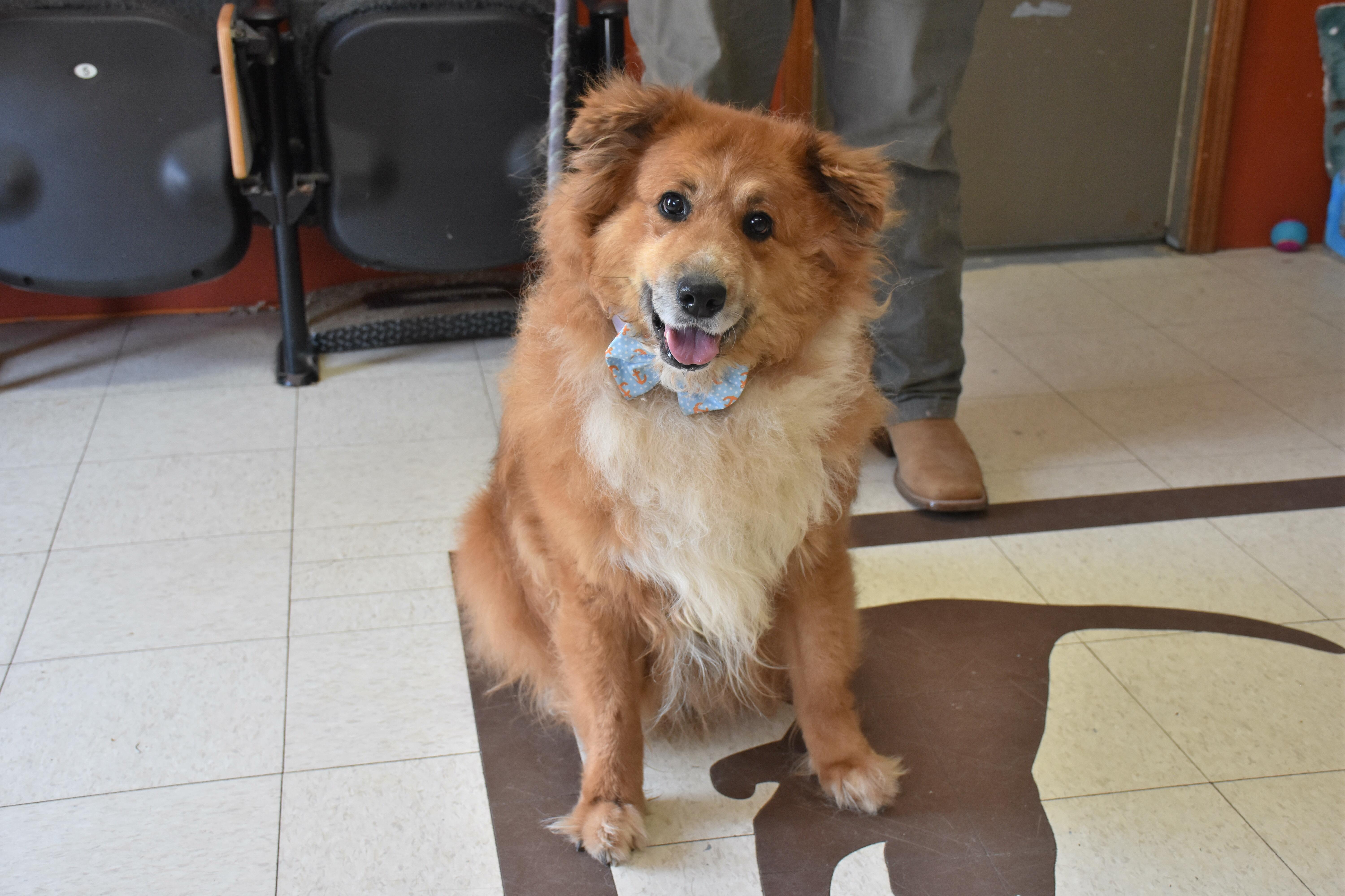 Jack, ADOPTABLE, Adult Male Australian Shepherd & Shetland Sheepdog / Sheltie.