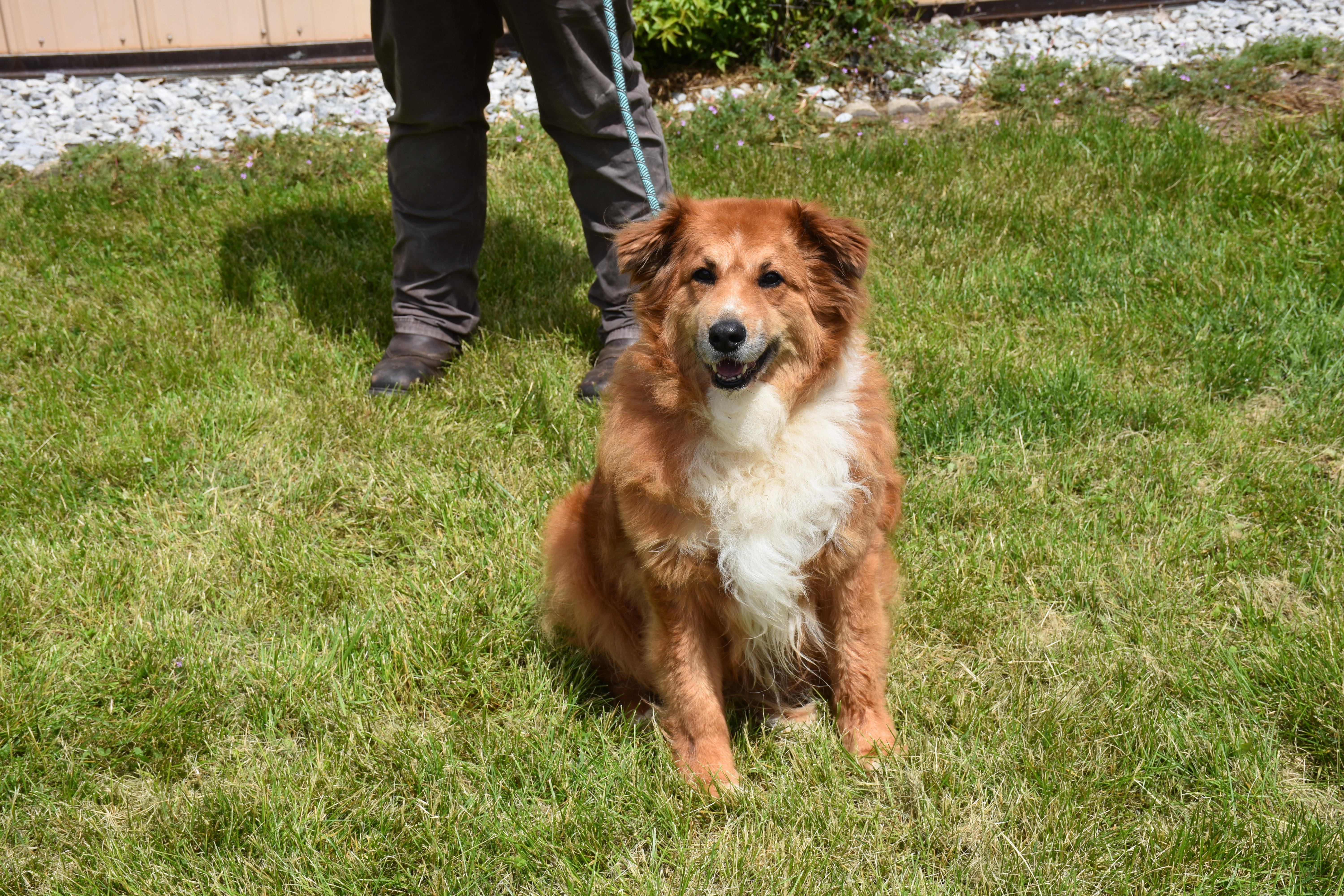 Enlarge Jack, a ADOPTABLE mixed breed in North Judson, IN image 1/1