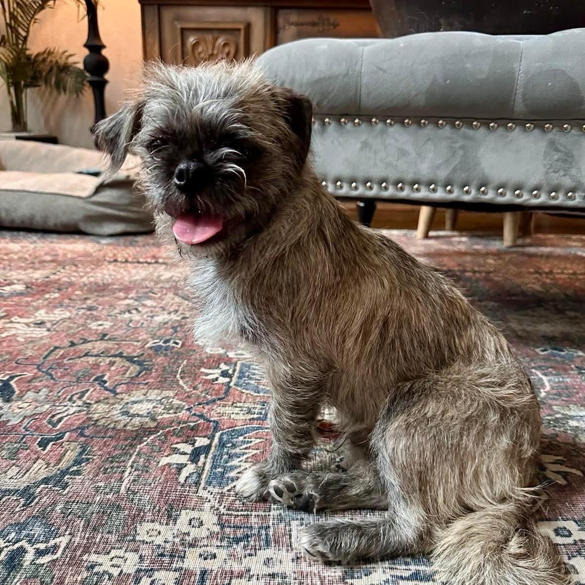 Griffin — thumbnail 2