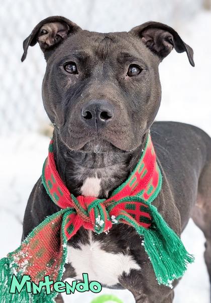Nintendo (in foster), Adoptable, Adult Female Pit Bull Terrier & Mixed Breed.