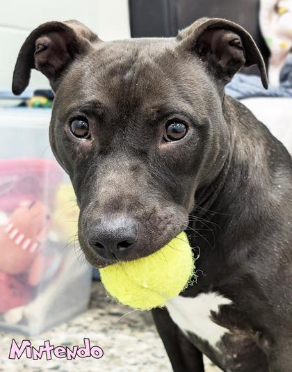 Enlarge Nintendo (in foster), a Adoptable mixed breed in Mason, MI image 2/3