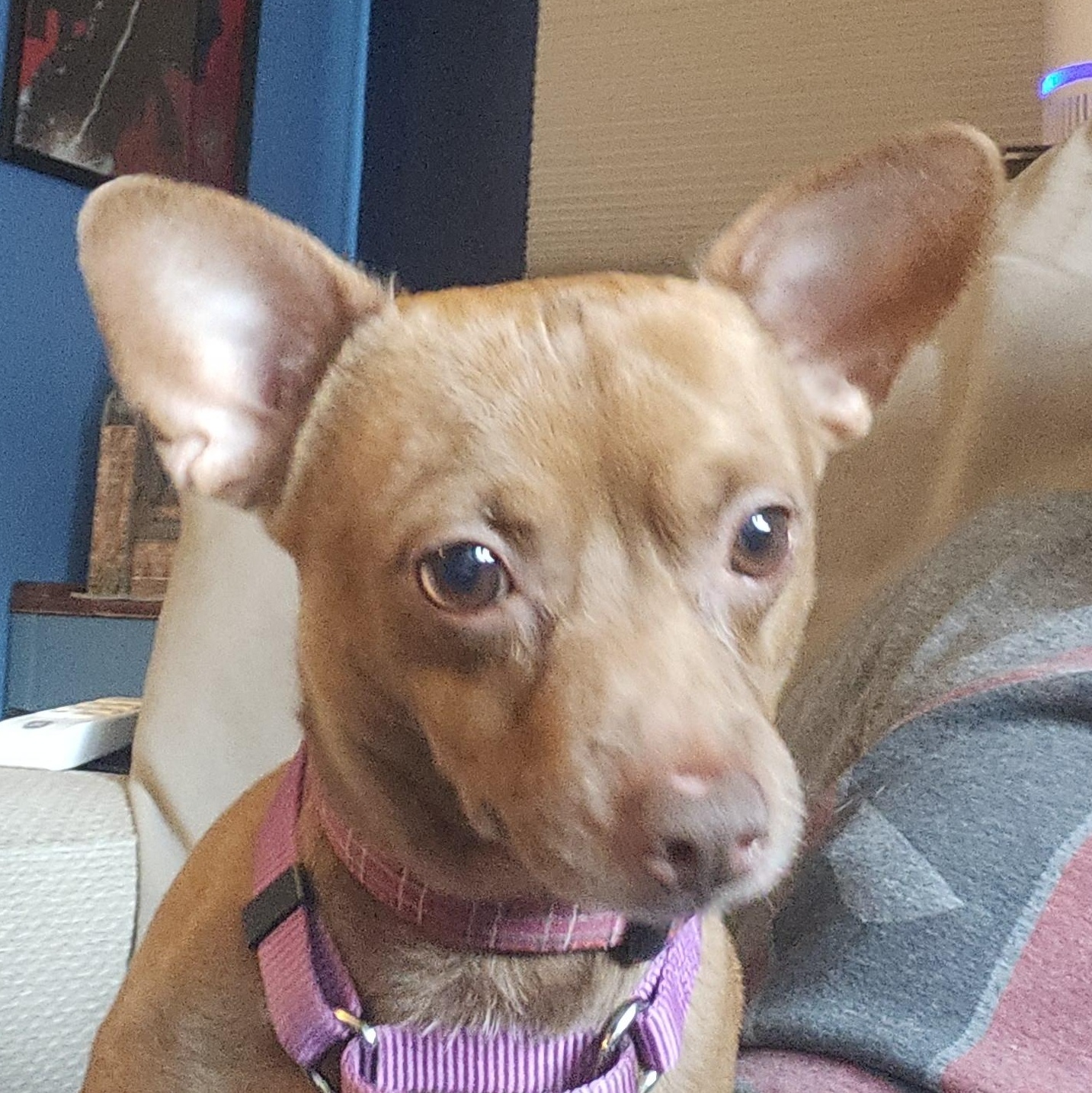 Chewy, Adopted, Young Male Chihuahua.