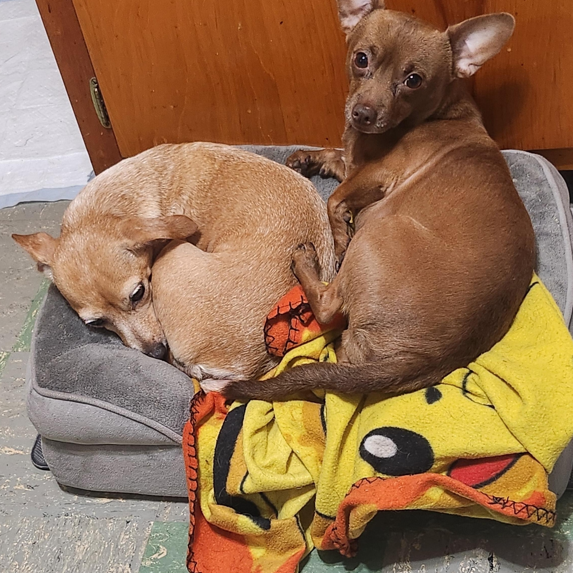 Enlarge Chewy, a Adopted mixed breed in Bridgewater, NJ image 2/3