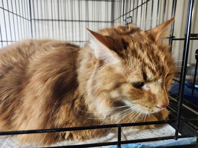 Ginger, Adopted, Young Male Maine Coon.