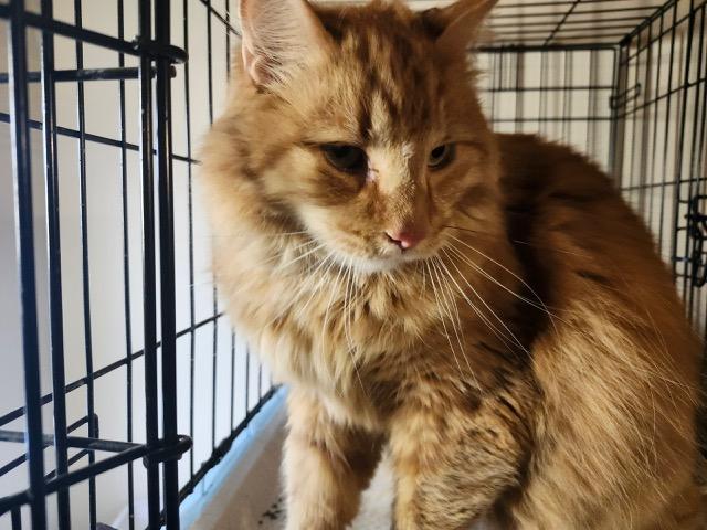 Enlarge Ginger, a Adopted Maine Coon in Morristown, NJ image 2/3