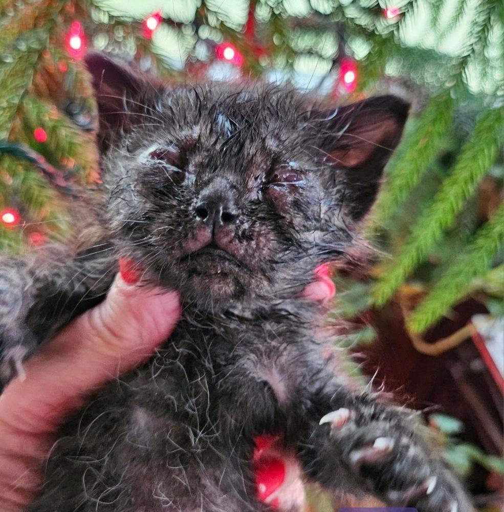 Kuro, Adoptable, Kitten Female Domestic Short Hair.