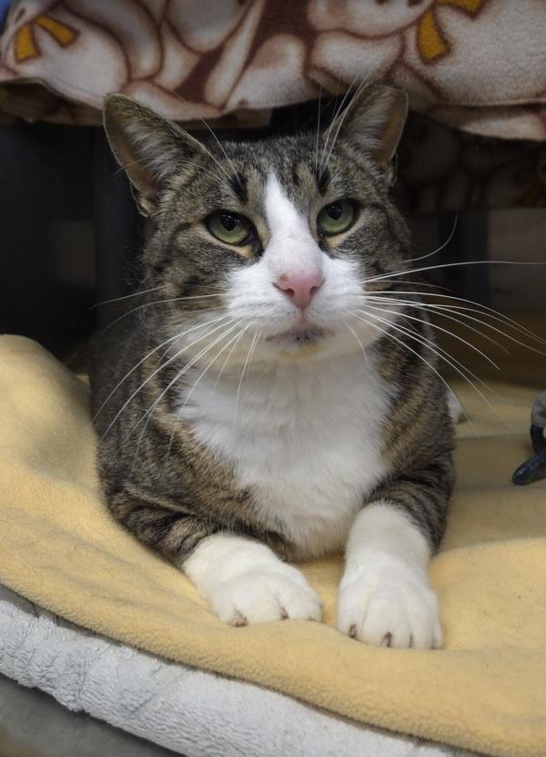 Enlarge Bernie, a ADOPTABLE Domestic Short Hair in Bowmanville, ON image 1/2