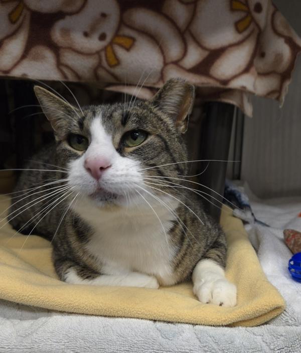 Enlarge Bernie, a ADOPTABLE Domestic Short Hair in Bowmanville, ON image 2/2