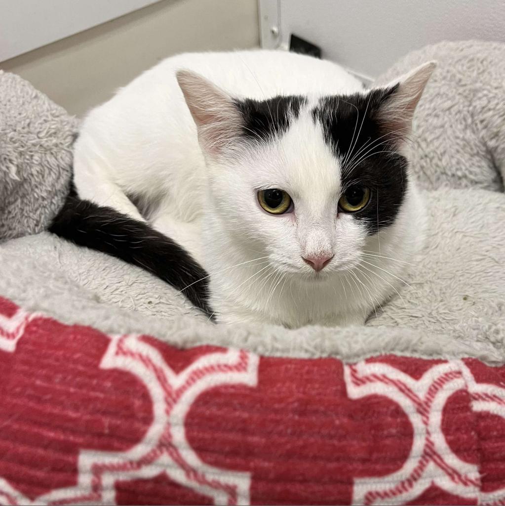 Boo, Adoptable, Adult Male Domestic Short Hair.