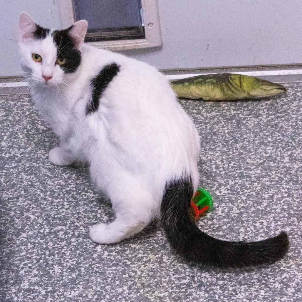 Enlarge Boo, a Adoptable Domestic Short Hair in Carroll, IA image 3/4