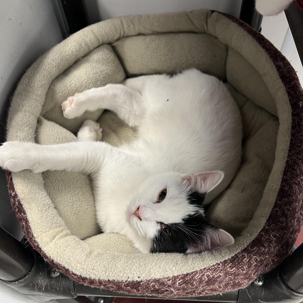 Enlarge Boo, a Adoptable Domestic Short Hair in Carroll, IA image 4/4