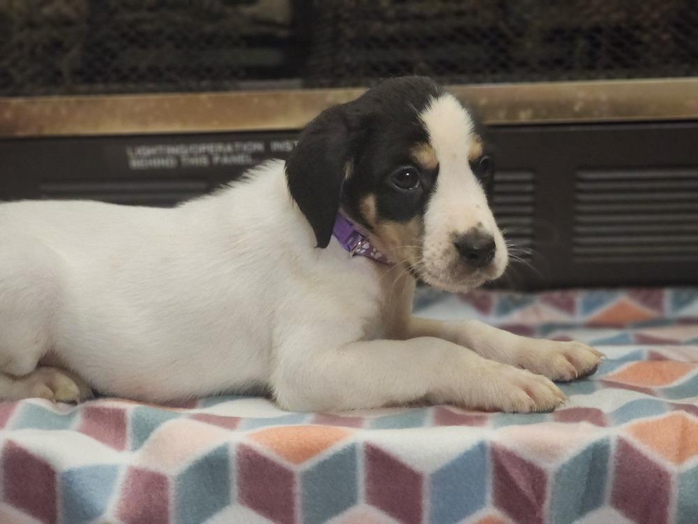 Vera, Adoptable, Puppy Female Rat Terrier & Australian Shepherd.