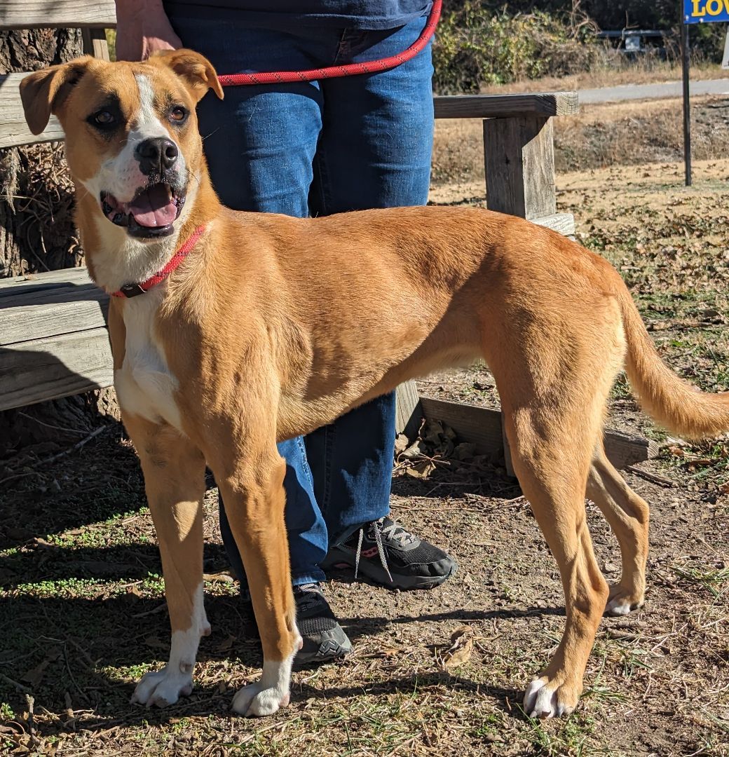 Enlarge Misty, a Adoptable mixed breed in Parsons, KS image 1/1