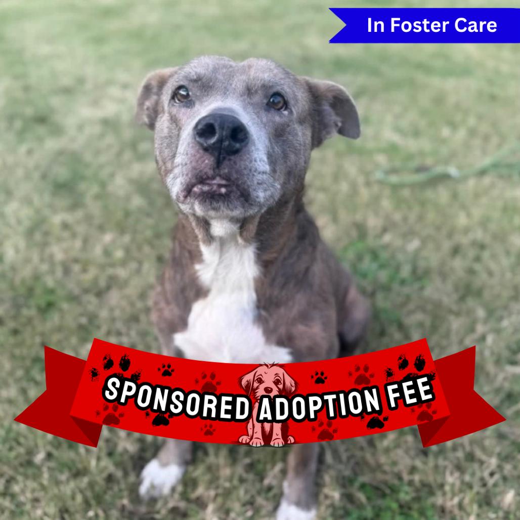 Carolyn, Adoptable, Senior Female Pit Bull Terrier.