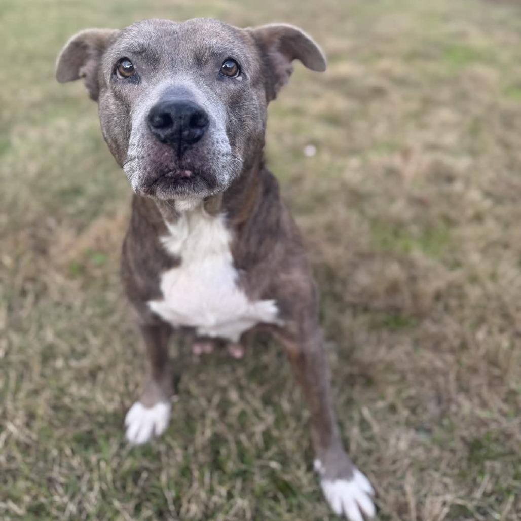 Enlarge Carolyn, a Adoptable Pit Bull Terrier in Ridgely, MD image 2/6