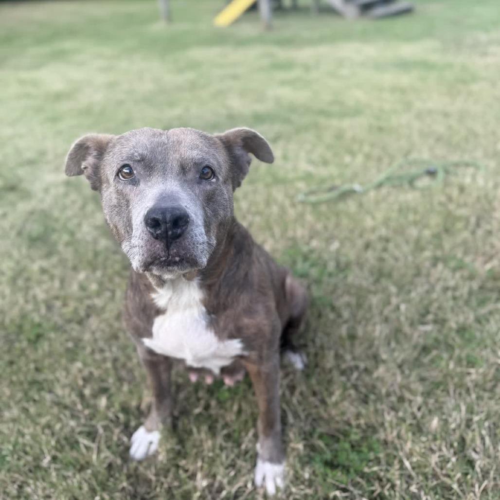 Enlarge Carolyn, a Adoptable Pit Bull Terrier in Ridgely, MD image 3/6