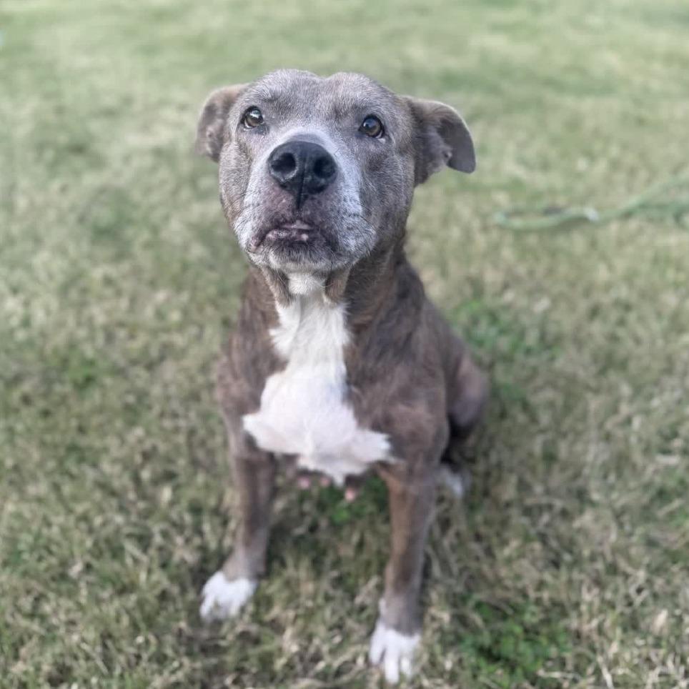 Enlarge Carolyn, a Adoptable Pit Bull Terrier in Ridgely, MD image 4/6