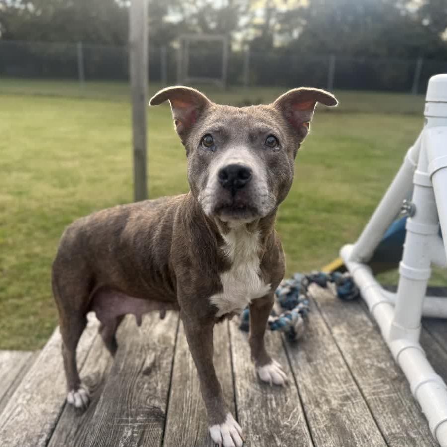 Enlarge Carolyn, a Adoptable Pit Bull Terrier in Ridgely, MD image 5/6