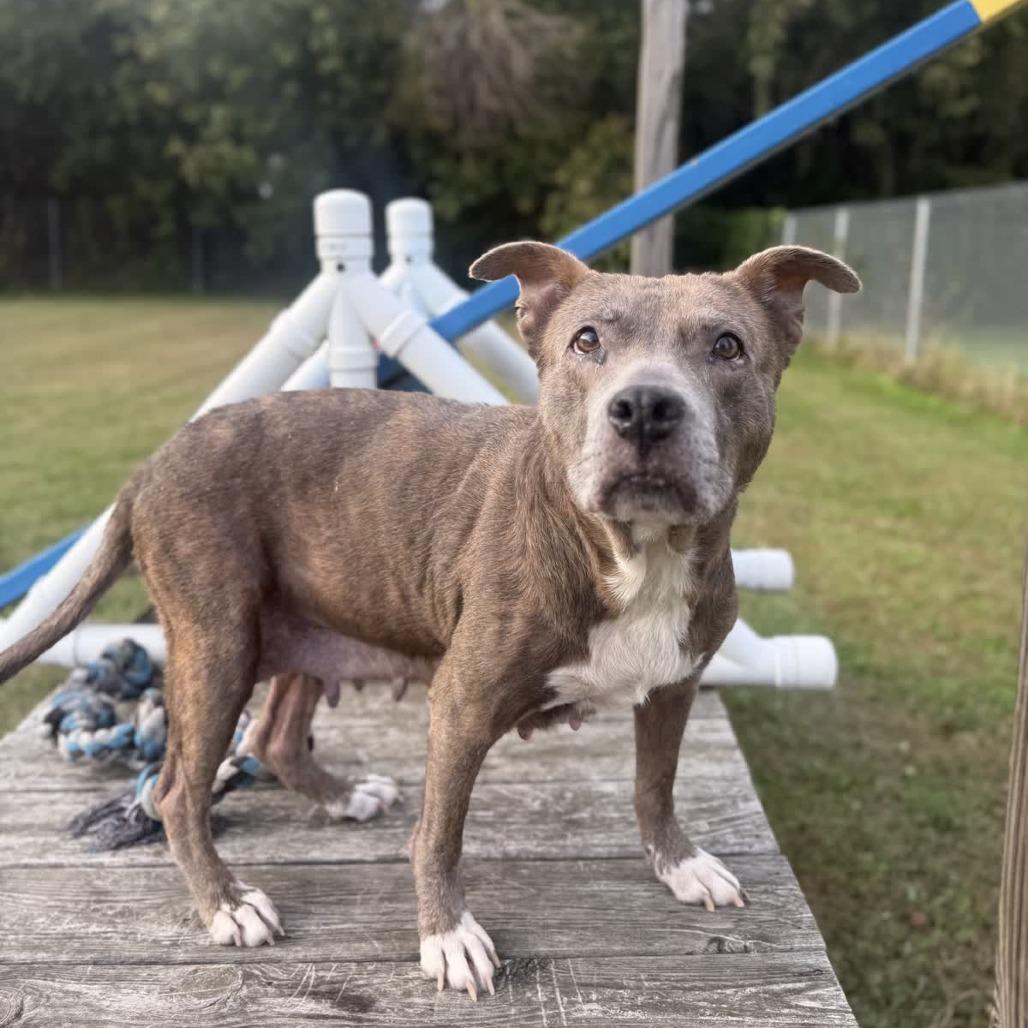 Enlarge Carolyn, a Adoptable Pit Bull Terrier in Ridgely, MD image 6/6