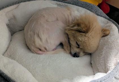 Bongo, Adoptable, Adult Male Pomeranian & Mixed Breed.