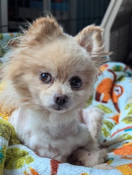 Bongo, a Adoptable mixed breed in Scotia, NY image 3/3