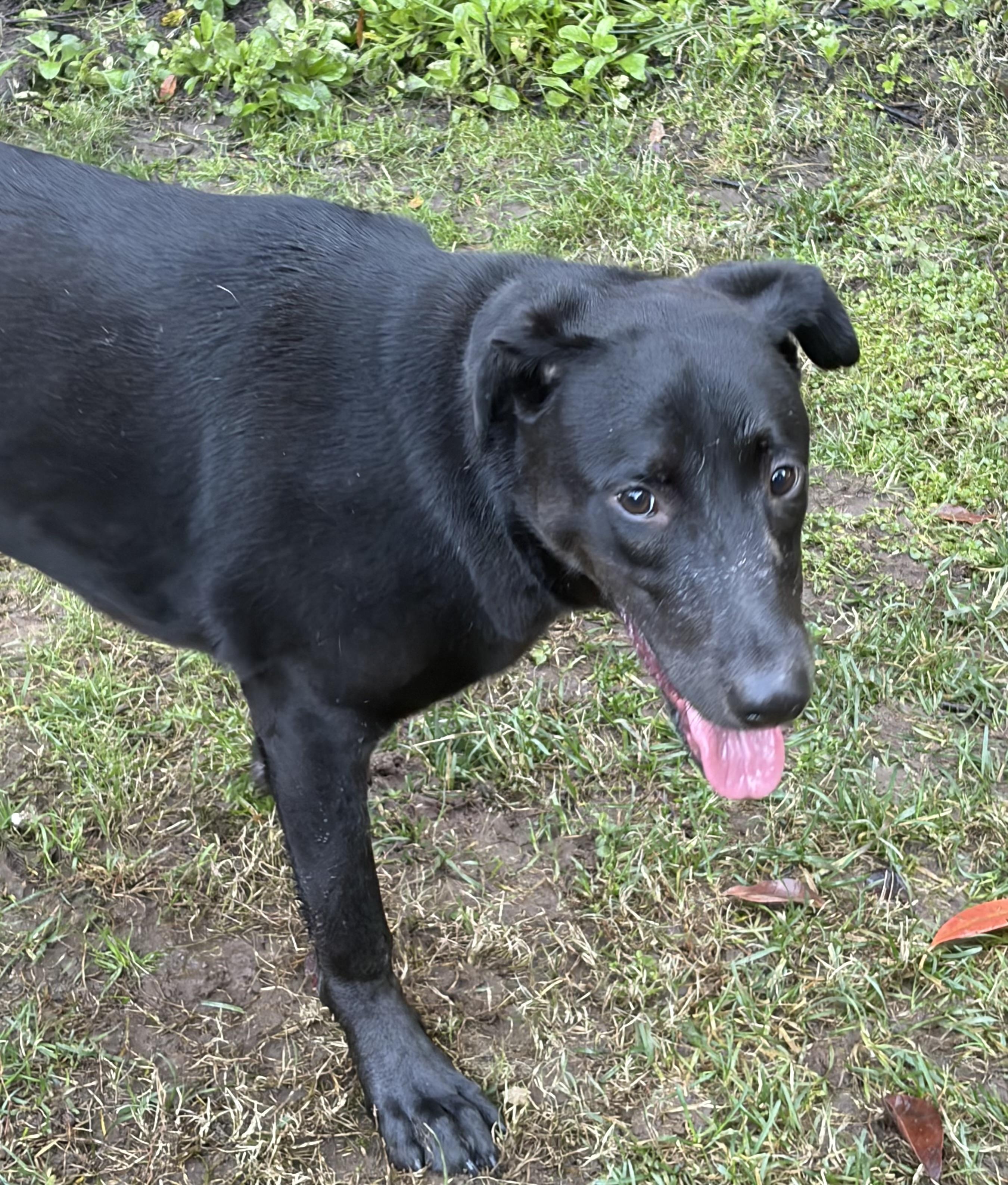 Enlarge Atlas, a Adoptable mixed breed in Penryn, CA image 2/2