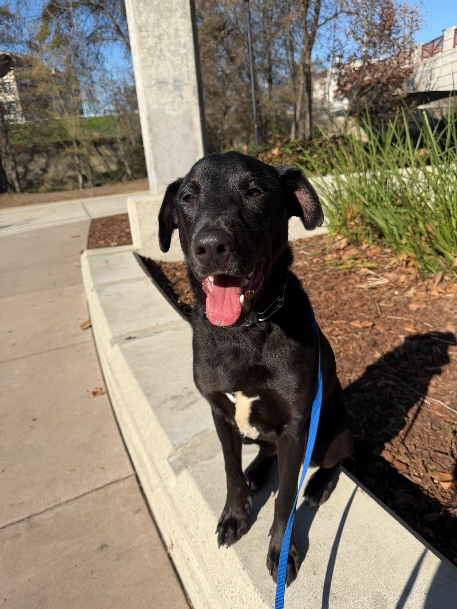 Atlas, Adoptable, Young Male German Shepherd Dog.