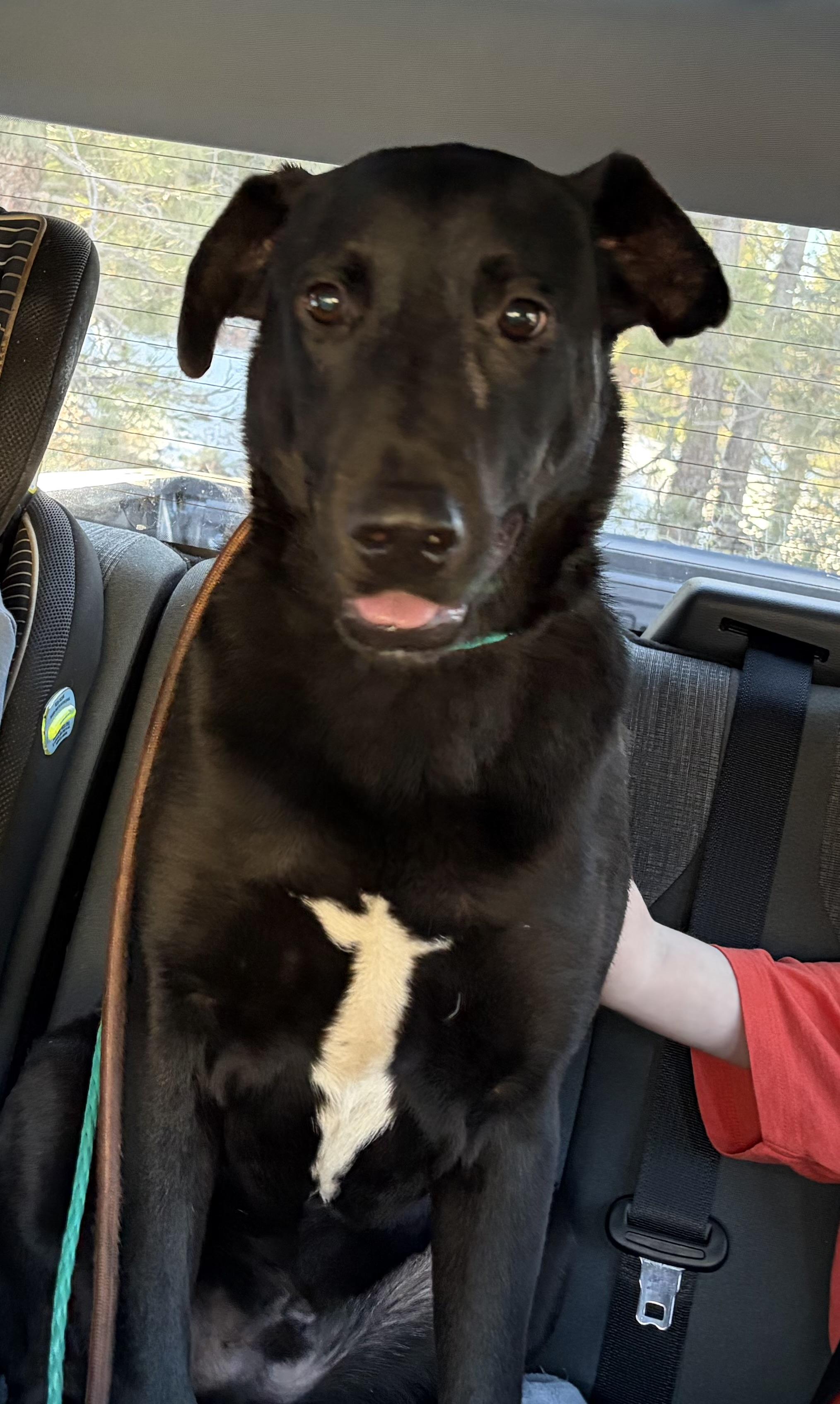 Atlas, Adoptable, Young Male Labrador Retriever.