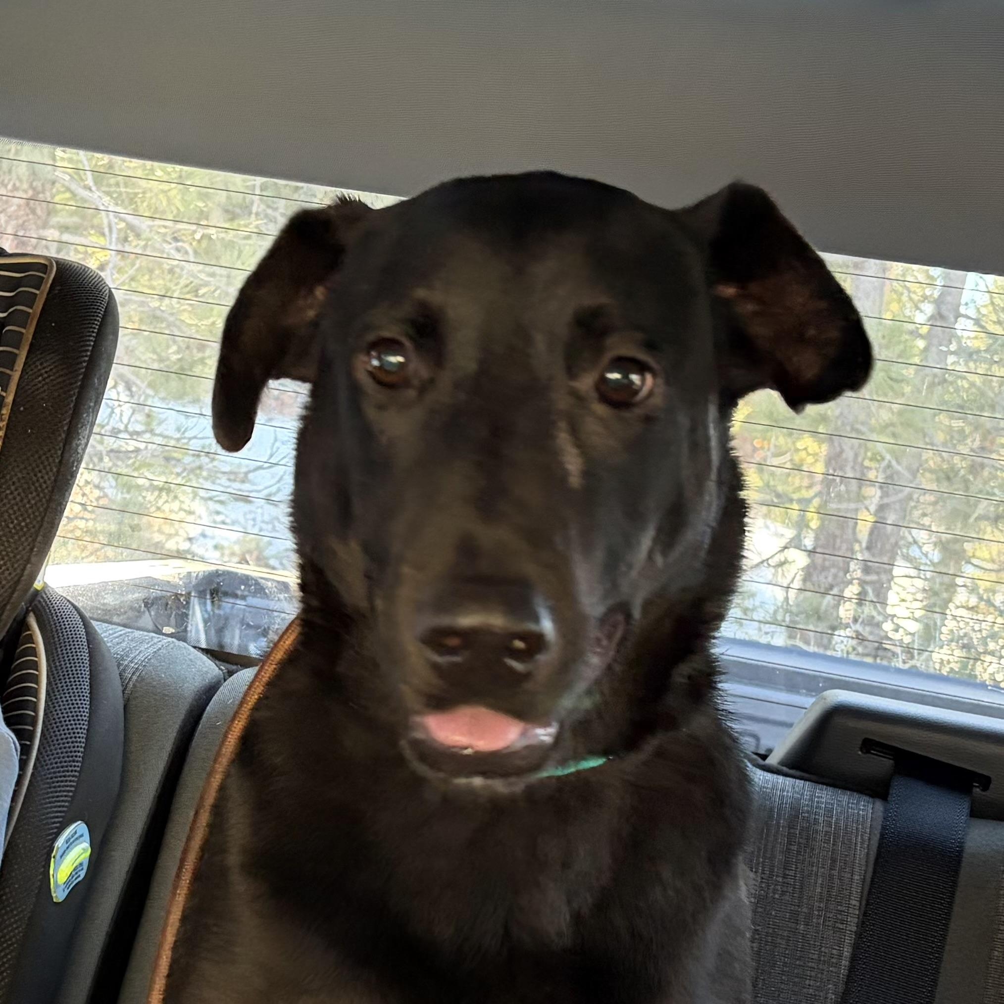 Atlas, a Adoptable mixed breed in Penryn, CA image 2/5