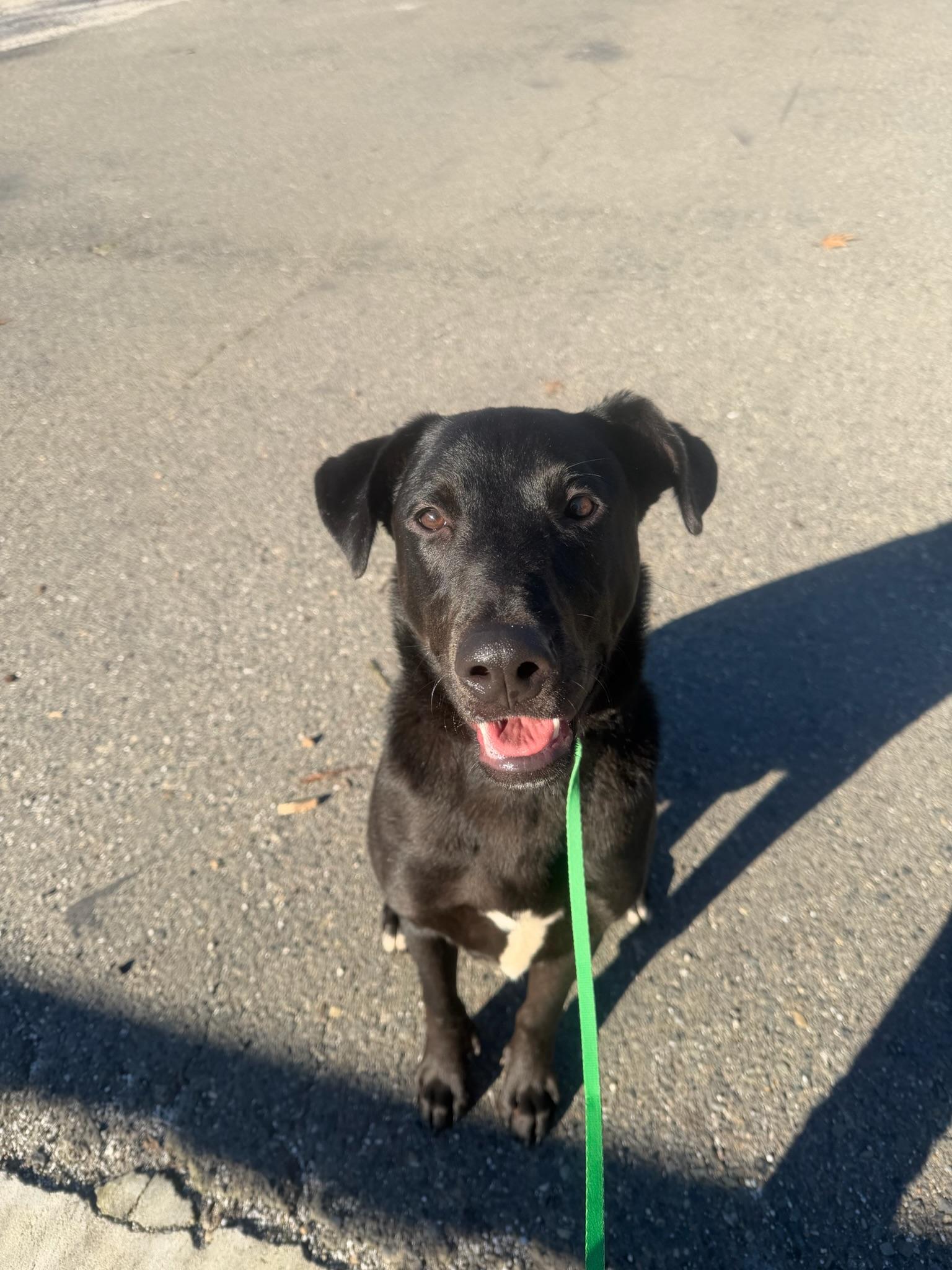 Atlas, Adoptable, Young Male Black Labrador Retriever.