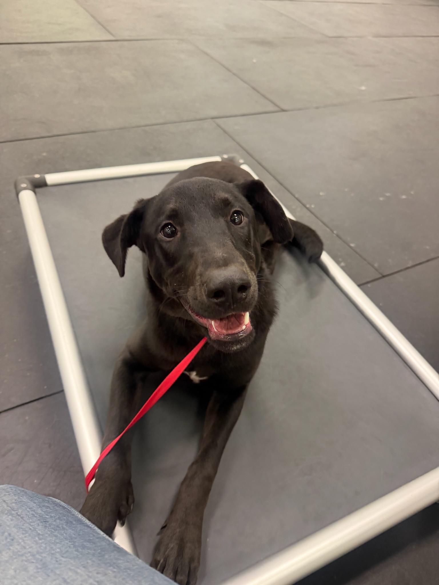 Enlarge Atlas, a Adoptable mixed breed in Penryn, CA image 4/5