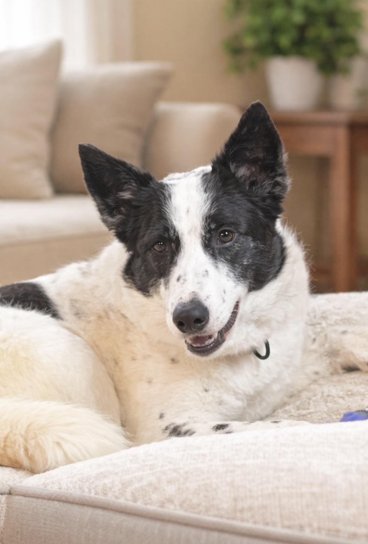 Enlarge Pickles, a Adoptable mixed breed in Huntingtown, MD image 2/6