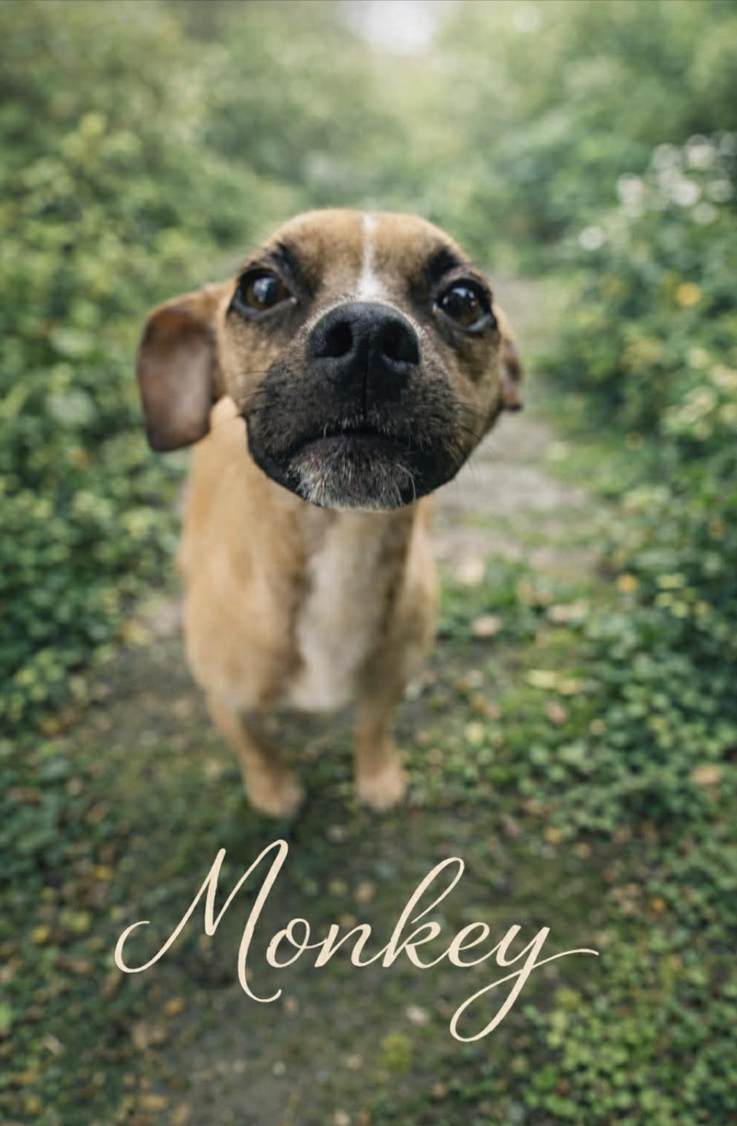 Monkey — thumbnail 3