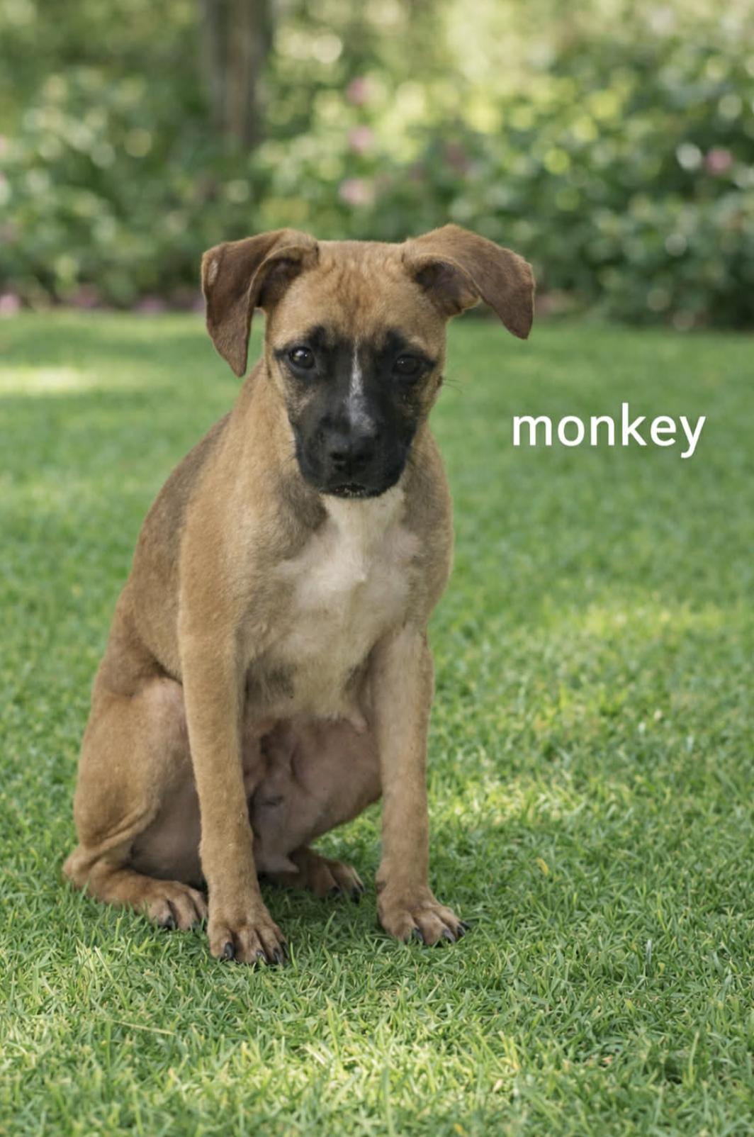 Monkey — thumbnail 6
