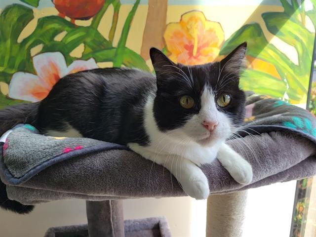 MS. LOVEJOY, Adoptable, Senior Female Domestic Short Hair.