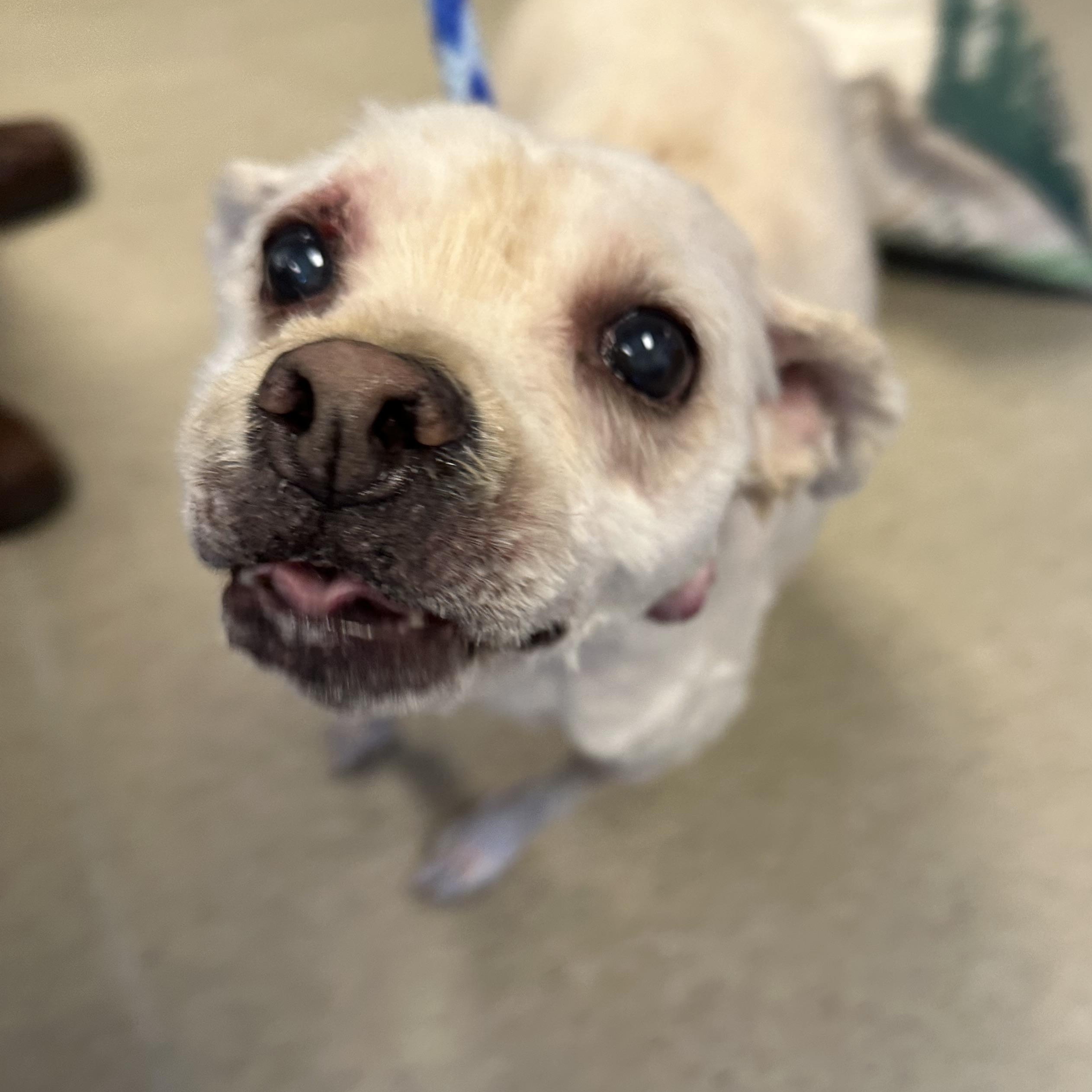 Wybie (ID 51399/1531), a ADOPTABLE mixed breed in Manassas, VA image 3/4