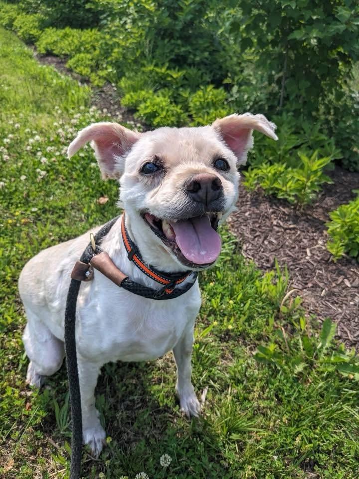 Wybie (ID 51399/1531), a ADOPTABLE mixed breed in Manassas, VA image 2/4