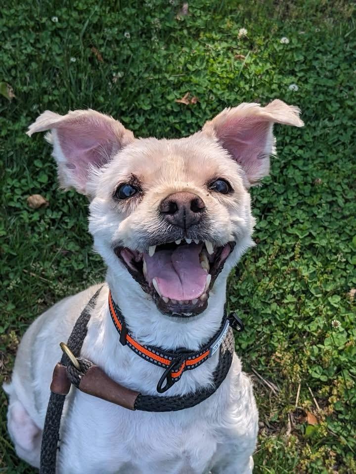 Wybie (ID 51399/1531), ADOPTABLE, Adult Male Terrier.