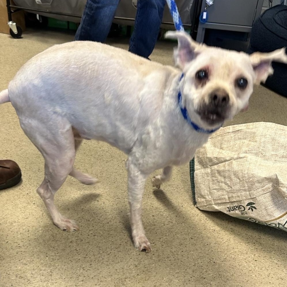 Wybie (ID 51399/1531), a ADOPTABLE mixed breed in Manassas, VA image 4/4