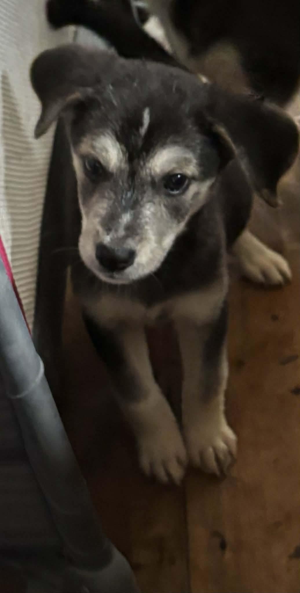 Enlarge Creed, an adopted mixed breed in Paoli, IN image 1/1