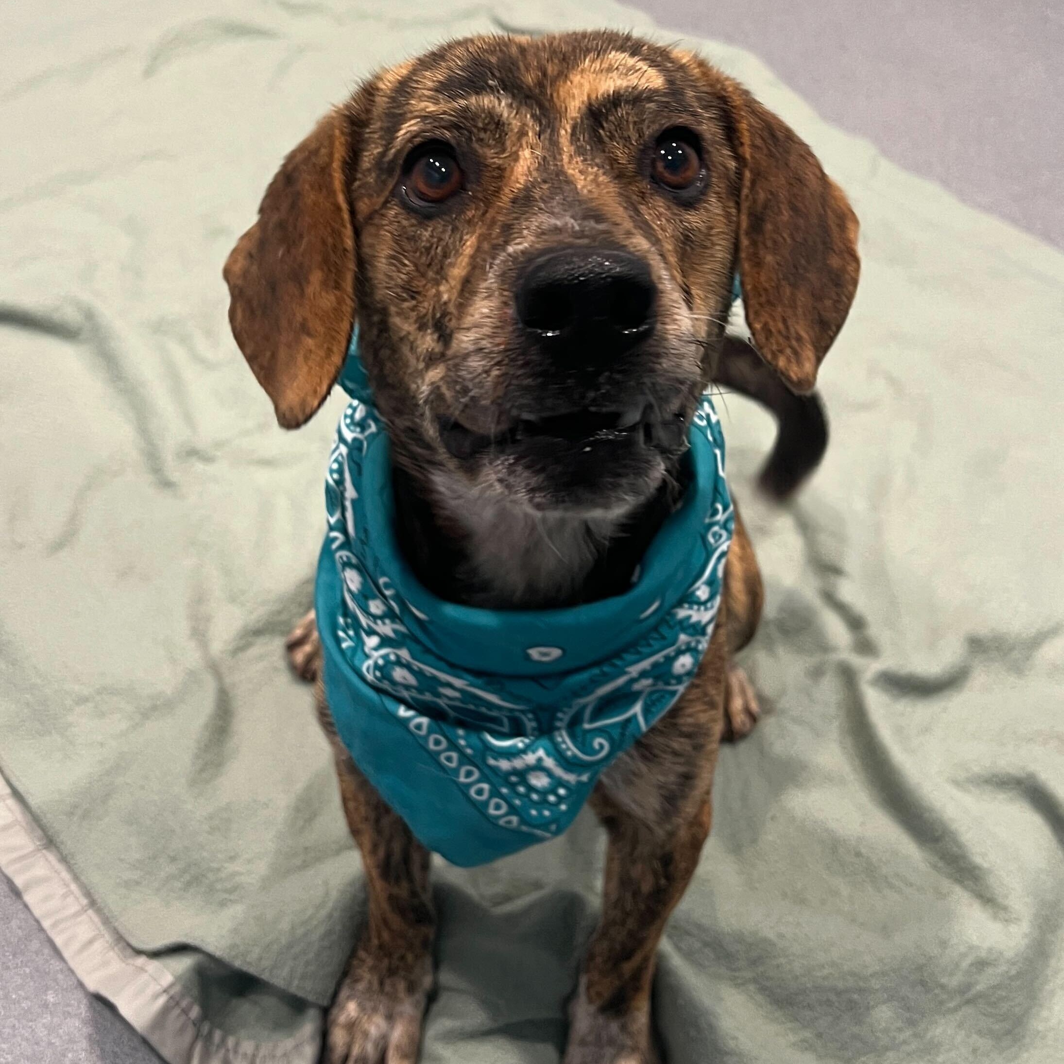 Ernie, ADOPTABLE, Adult Male Mixed Breed.