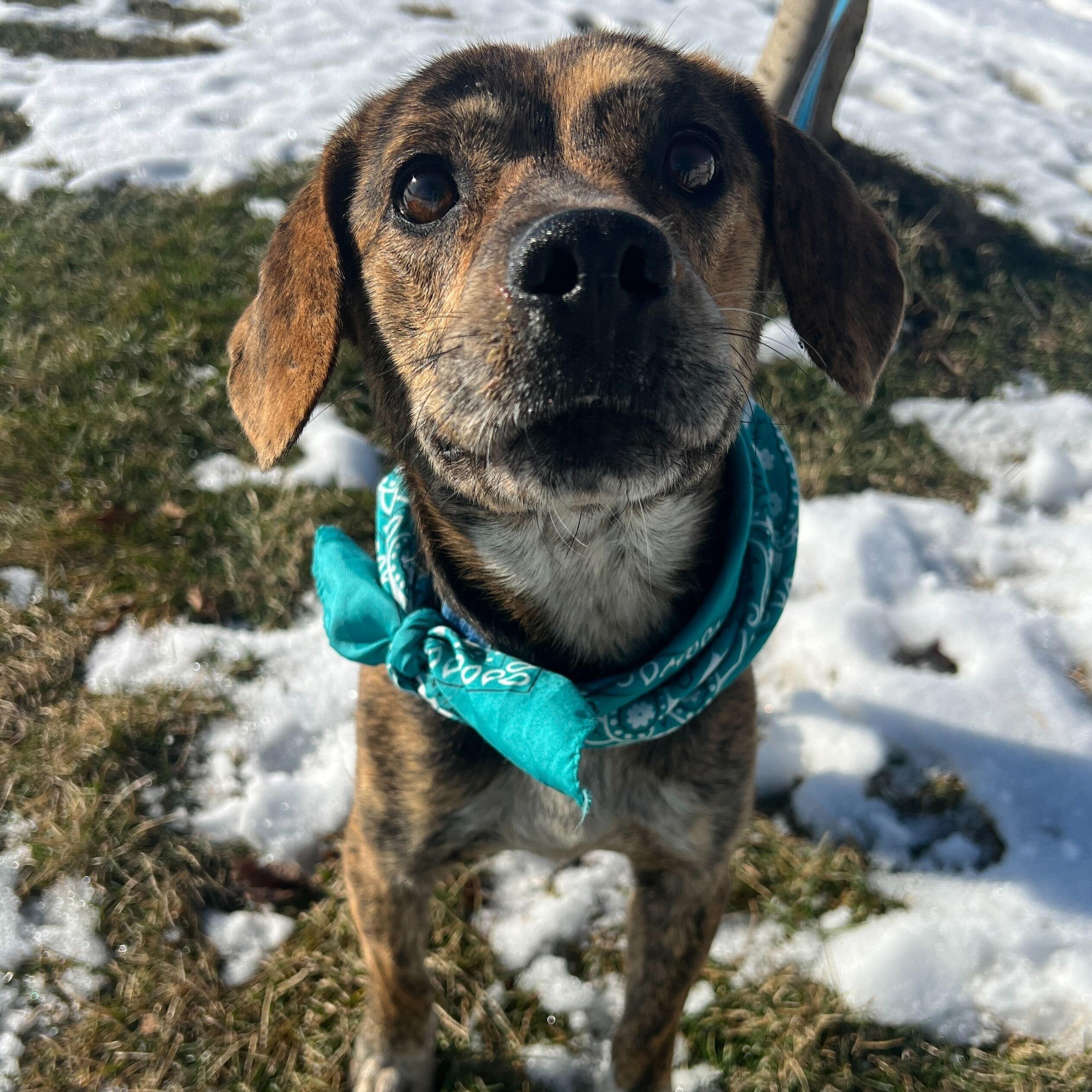 Enlarge Ernie, a ADOPTABLE Mixed Breed in Canal Winchester, OH image 5/5