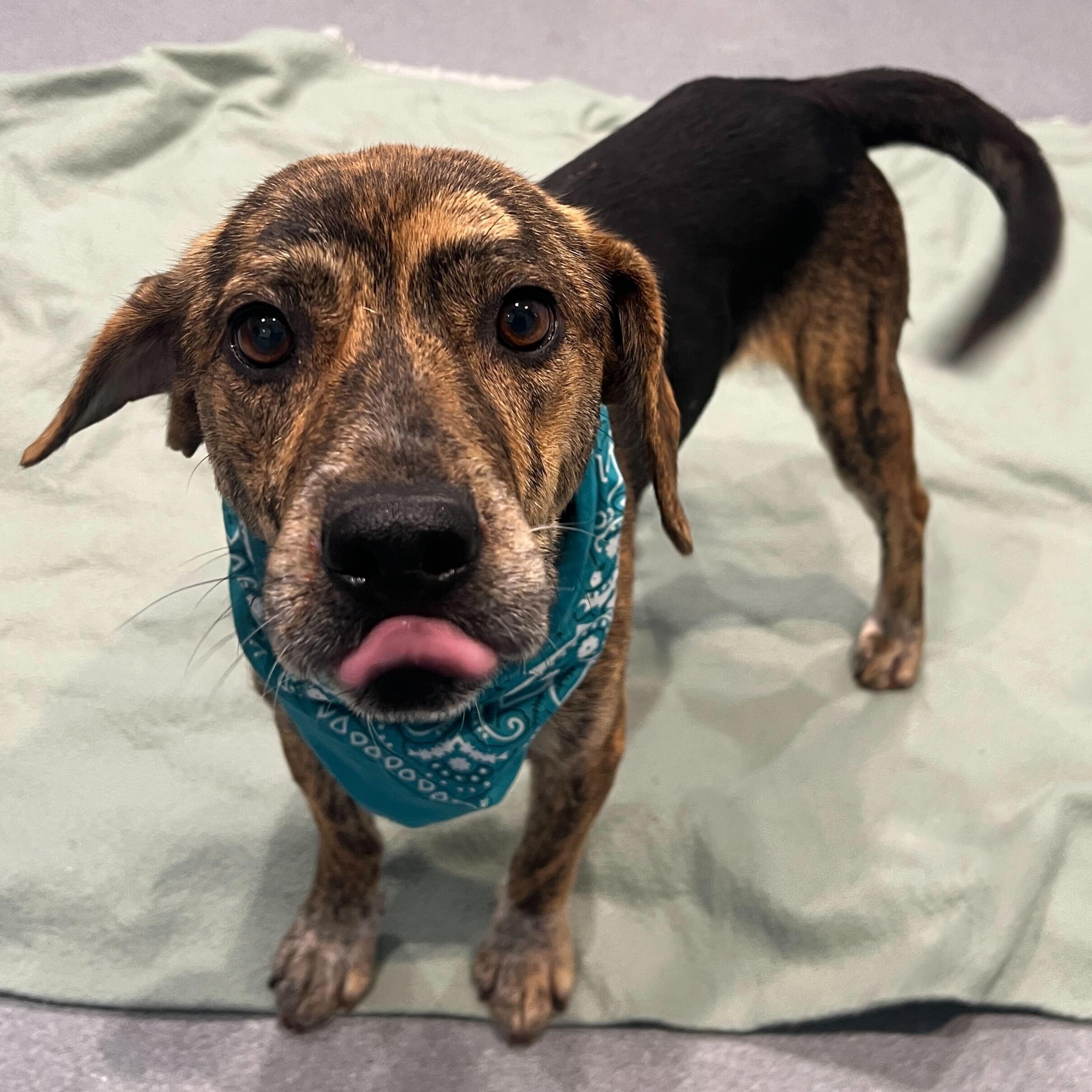 Enlarge Ernie, a ADOPTABLE Mixed Breed in Canal Winchester, OH image 2/5