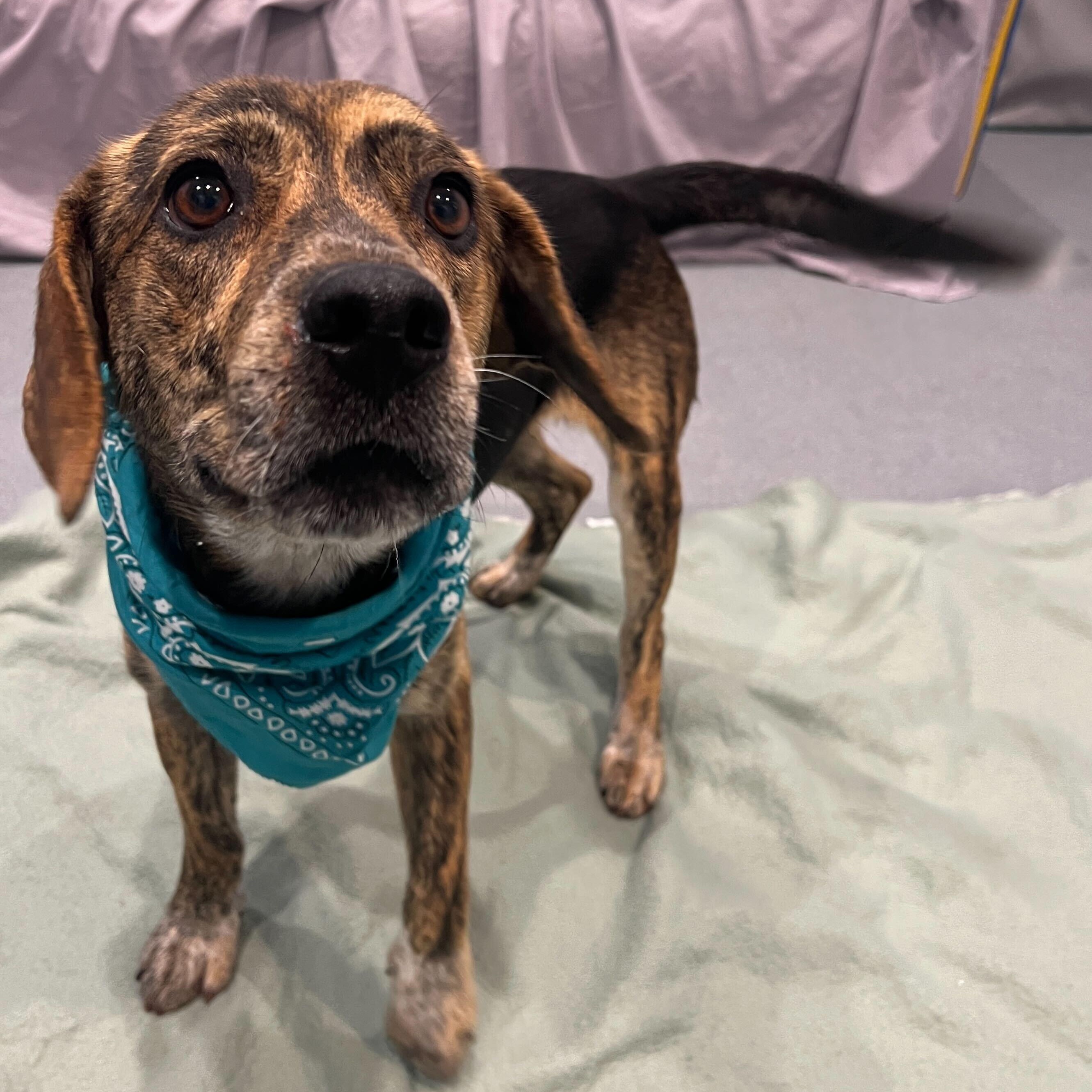 Enlarge Ernie, a ADOPTABLE Mixed Breed in Canal Winchester, OH image 4/5