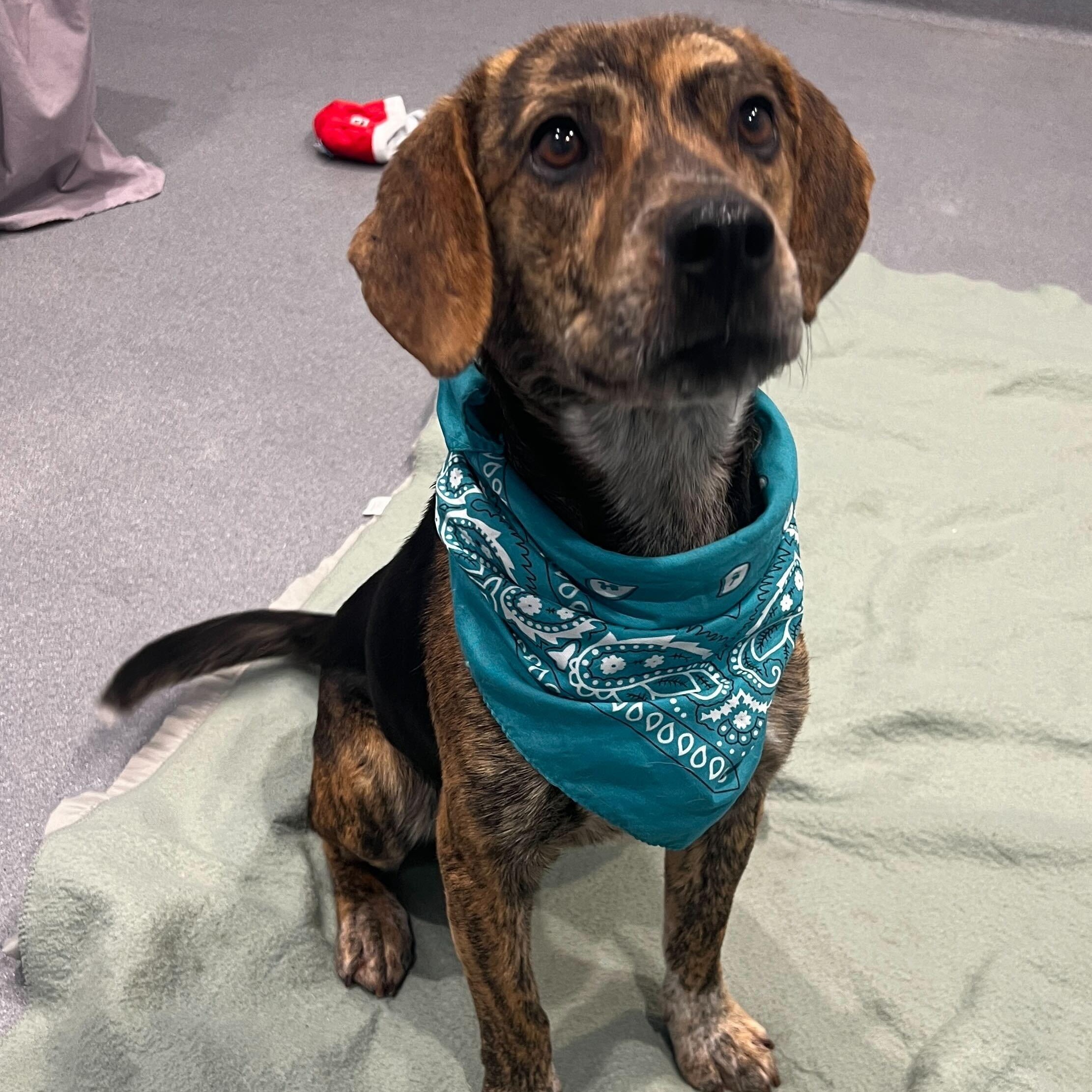 Enlarge Ernie, a ADOPTABLE Mixed Breed in Canal Winchester, OH image 3/5