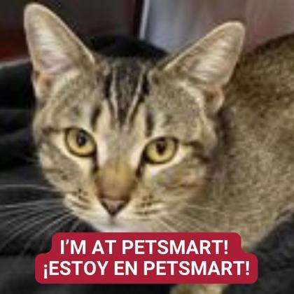 Orca — thumbnail 2