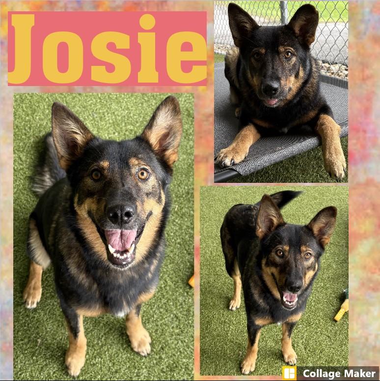 Enlarge Josie, a Adoptable mixed breed in Clearfield, PA image 1/1