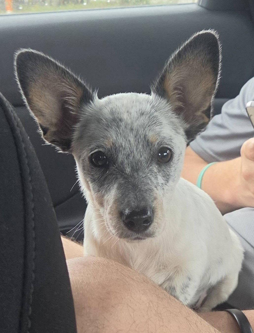 Sydney, Adoptable, Puppy Female Australian Cattle Dog / Blue Heeler.