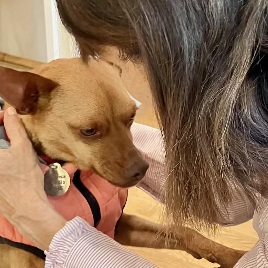 Enlarge Little Roxie, a ADOPTABLE mixed breed in POTOMAC, MD image 2/6