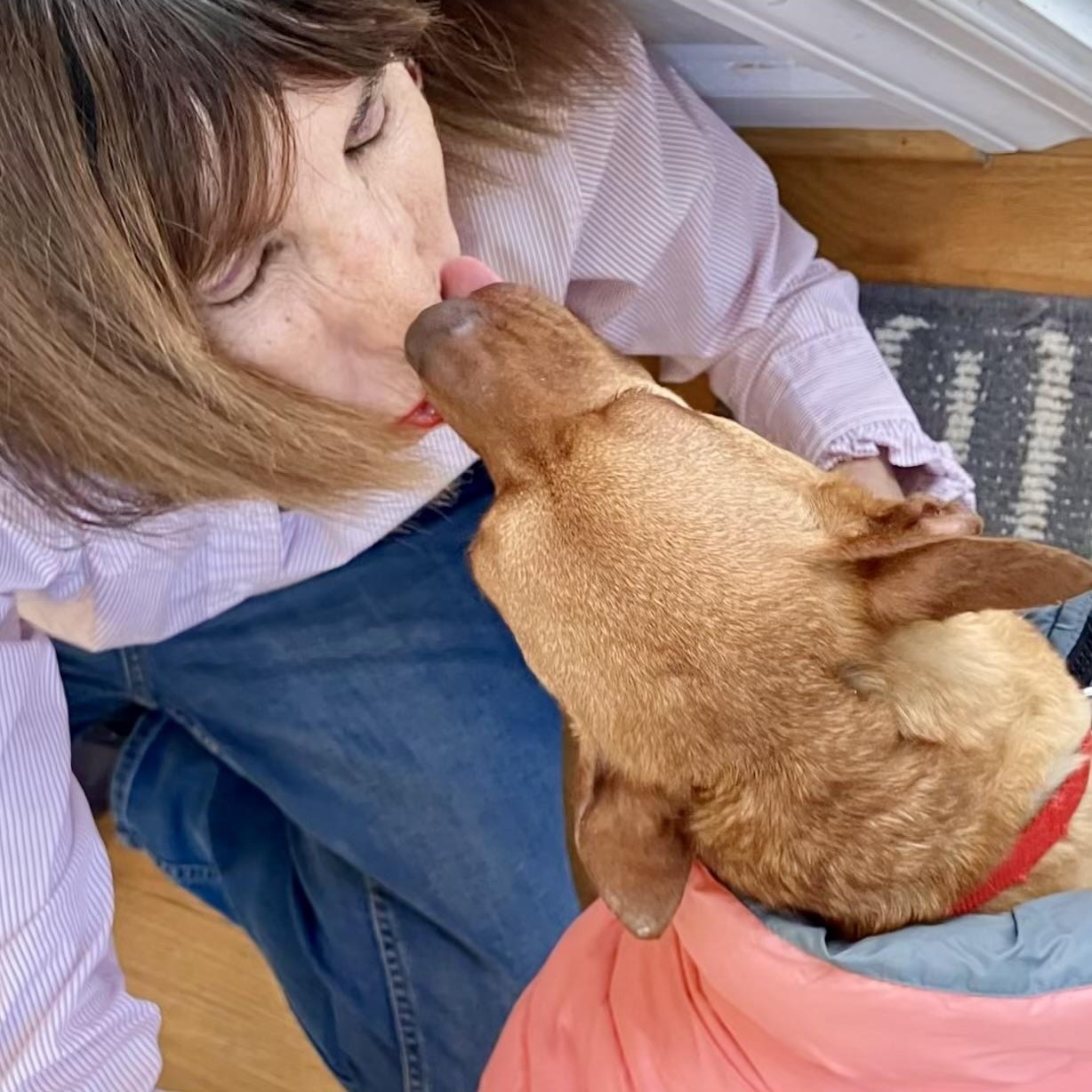 Enlarge Little Roxie, a ADOPTABLE mixed breed in POTOMAC, MD image 3/6